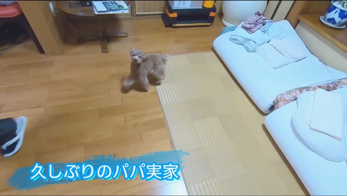 カメラを見上げる犬