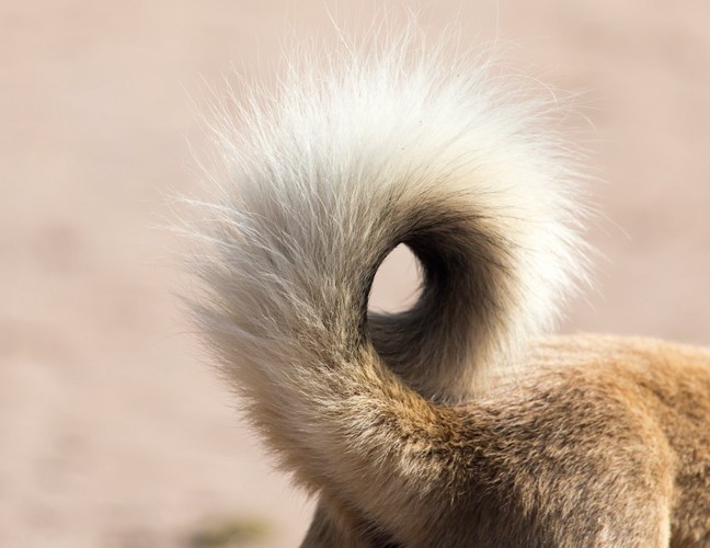 犬の尻尾どアップ