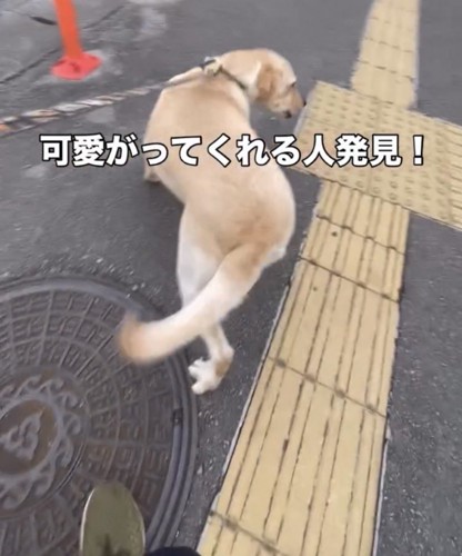 後ろを振り向く犬