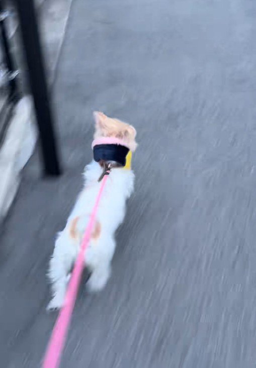 猛スピードでダッシュ！