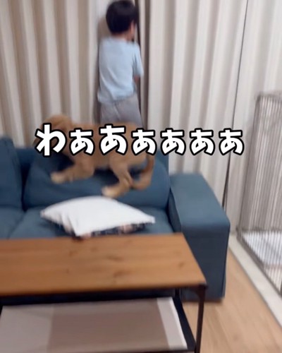 走り回る犬に怖がる男の子