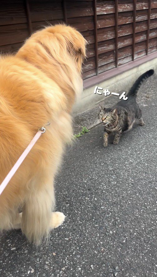 犬を見上げて鳴く猫