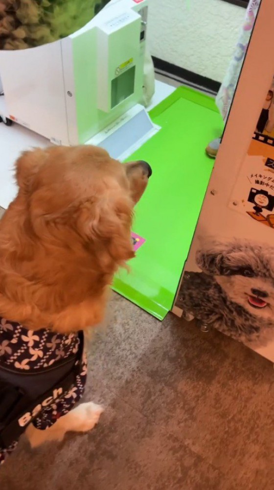 プリクラ機の中を覗く犬