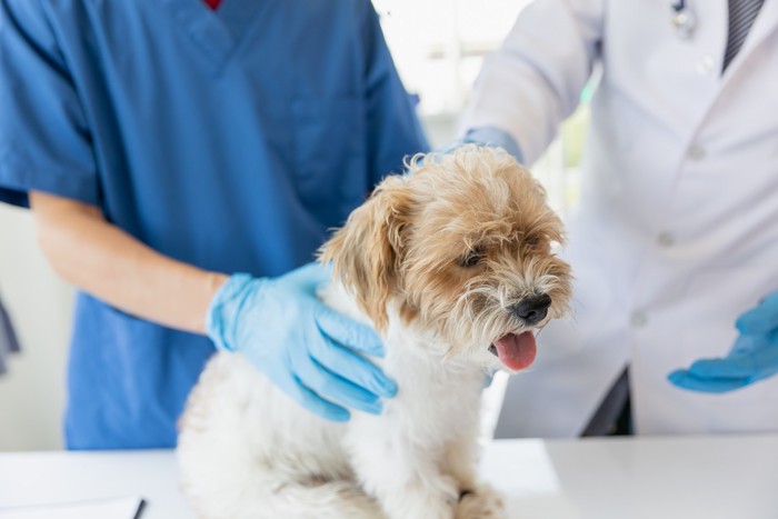 診察台の上で体調が悪そうにしている犬