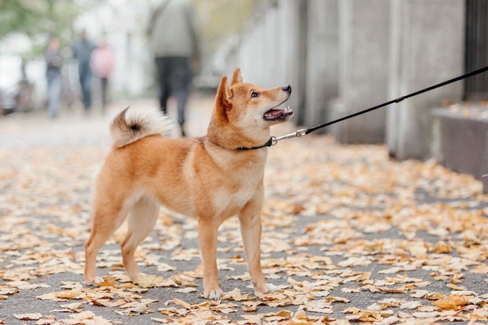 落ち葉の上に立つ柴犬