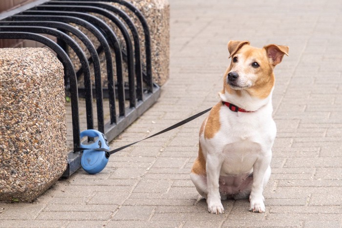 伸縮リード、座って待つ犬