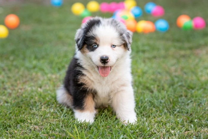 オーストラリアン・シェパードの子犬