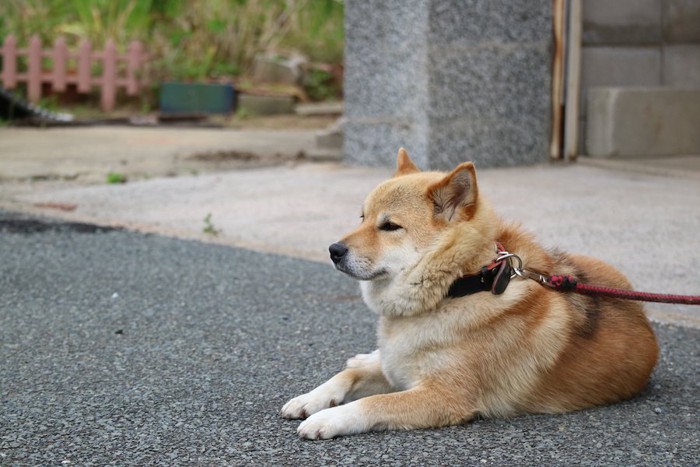 赤いリードに繋がれた犬