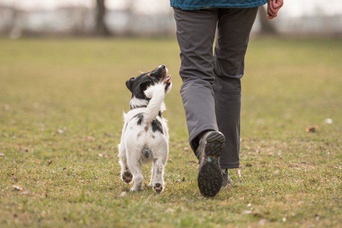 飼い主とアイコンタクトを取る犬