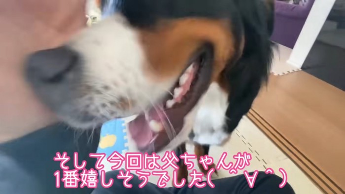 大型犬の顔