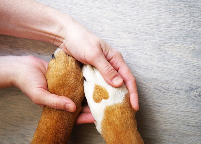 人の手と犬の前足