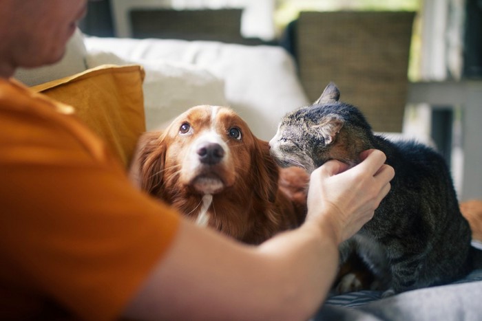 犬と猫を可愛がる男性