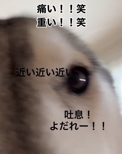 思わず飼い主さんも爆笑