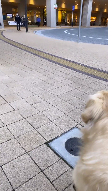 歩いてくる人たちを見つめる犬
