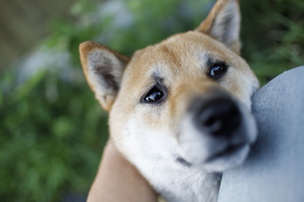 顎を飼い主に乗せる犬