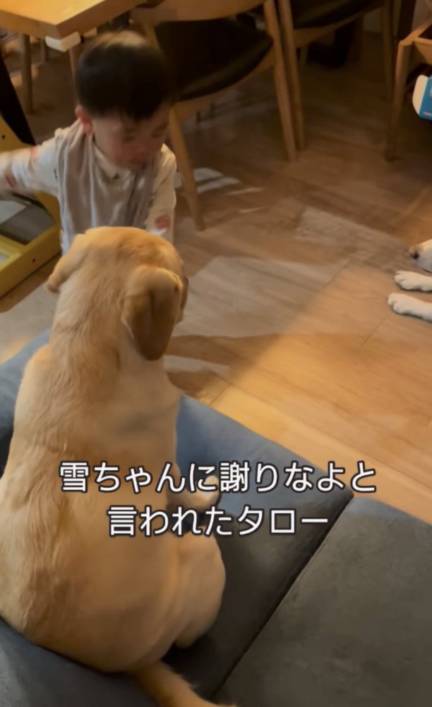 犬の元に向かう子ども