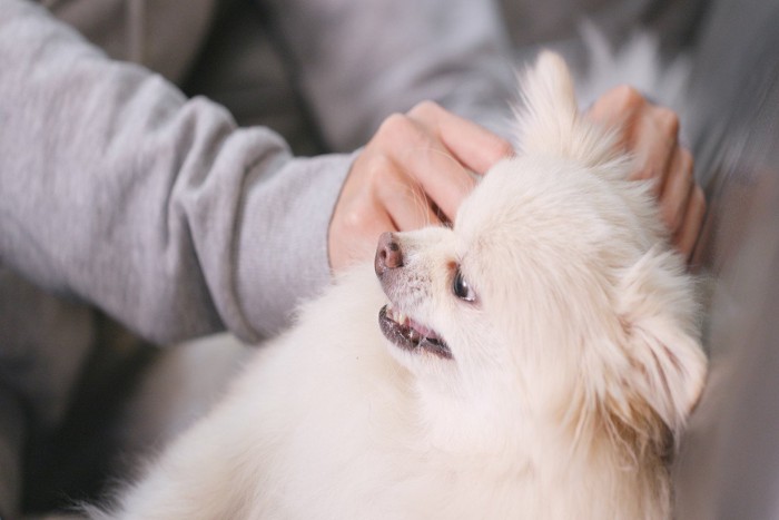 触れる手を威嚇する犬