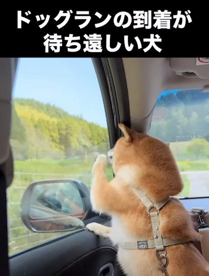 外を眺めながら車の窓をひっかく犬