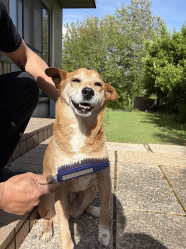 目を細めて座る犬