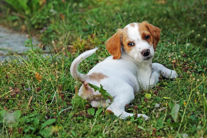 88747792 自分のしっぽを見る子犬