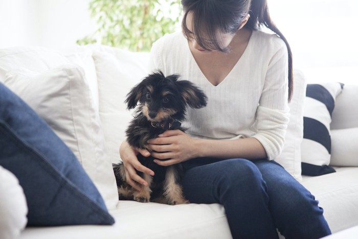 ソファーでおすわりする犬とホールドする女性