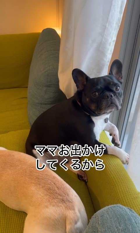 ちはやちゃん＆いろは君の外出時と帰宅時の反応