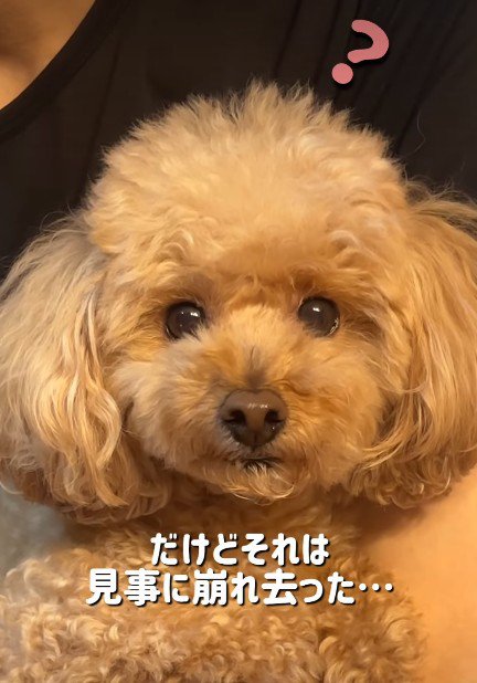 可愛すぎたももちゃん