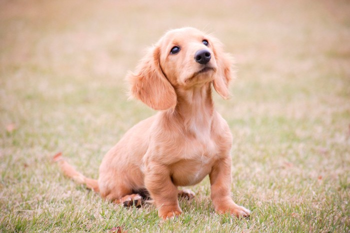 子犬の散歩