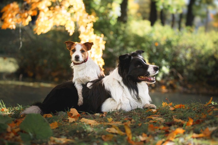 大型犬と小型犬