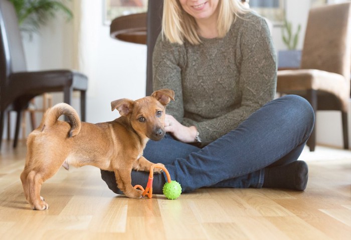 飼い主とおもちゃで遊ぶ子犬