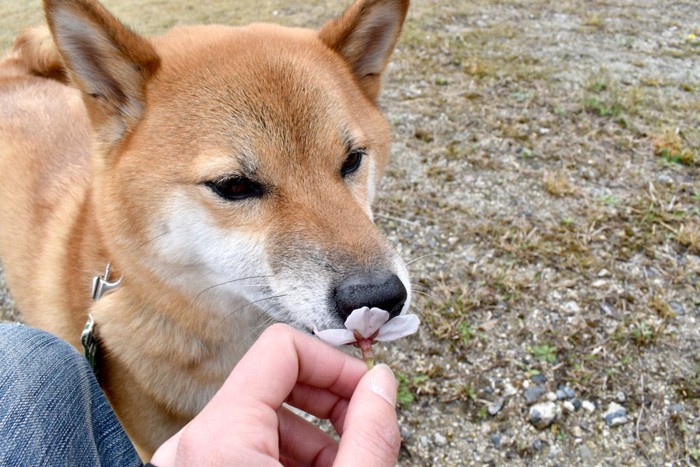 桜の花びらのにおいをかぐ犬