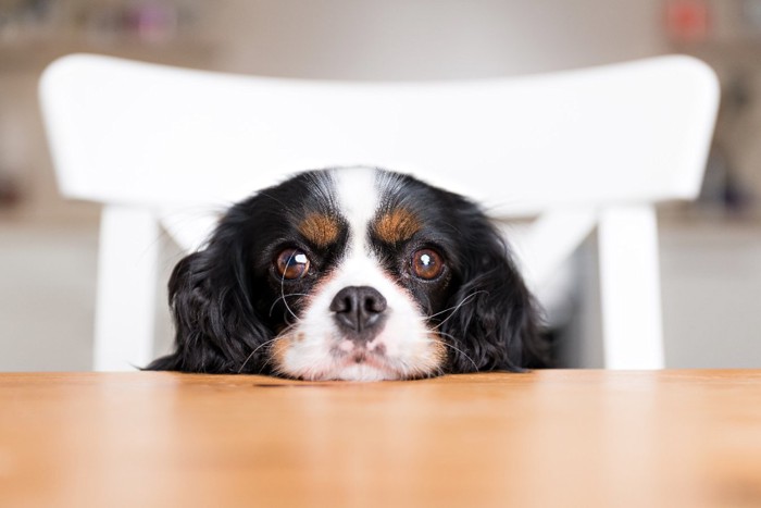 テーブルの上に顔を出す犬