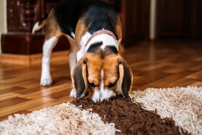 匂いを嗅ぐ犬