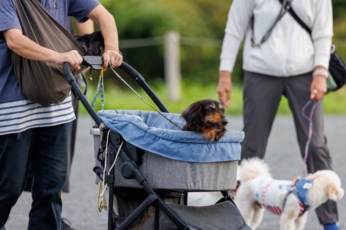 ドッグカートで散歩する犬