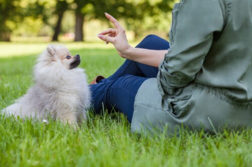 子犬にしつけをする女性