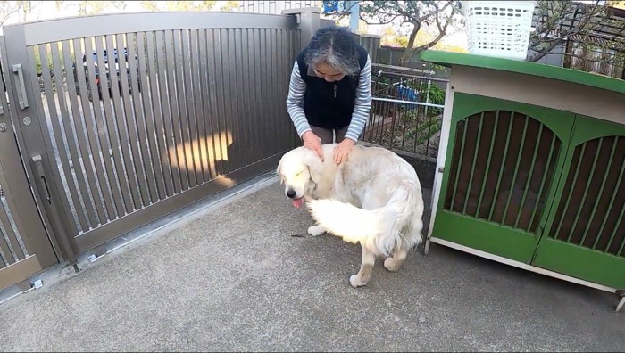 飼い主に撫でられる犬