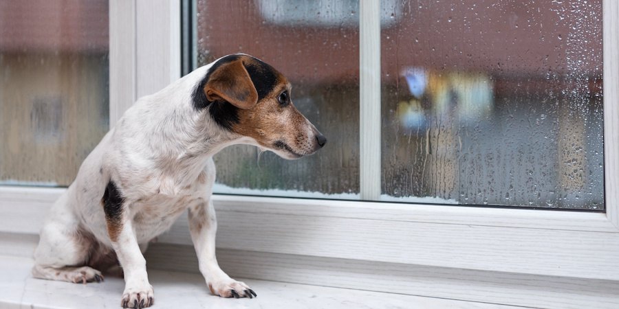 窓辺で雨が降っている外を見る犬