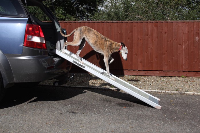 スロープを使って車を降りる犬