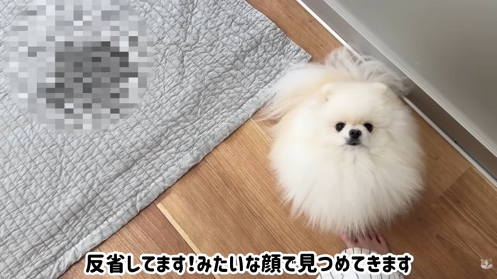 ハプニング発生時のポテチくんとレモンさん9