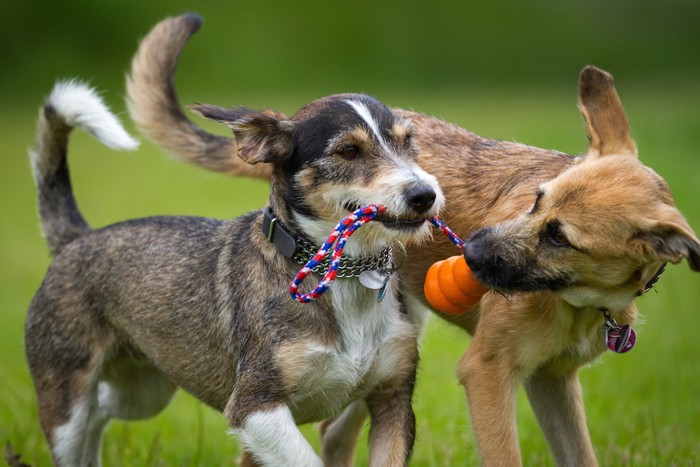 二匹で一緒に遊ぶ犬