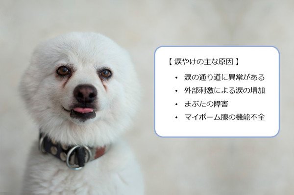 犬の涙やけが起きる原因