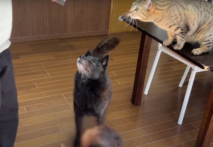 遊ぶ犬と猫と子供