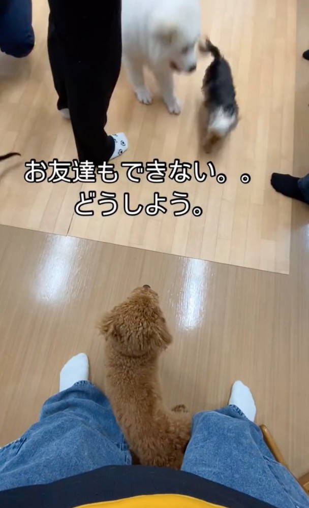 遠くから眺める犬