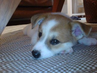 伏せている子犬