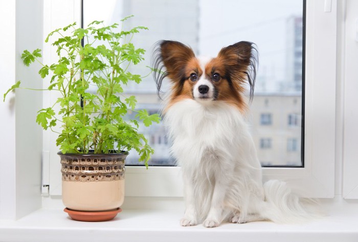 窓辺に置かれた植物と座るパピヨン