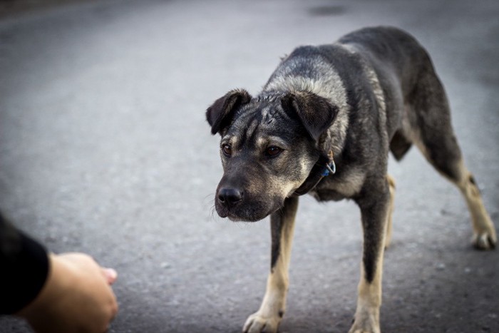 警戒する犬