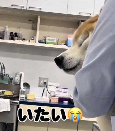 目を閉じる犬