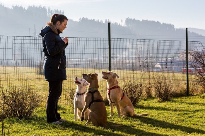 犬と女性