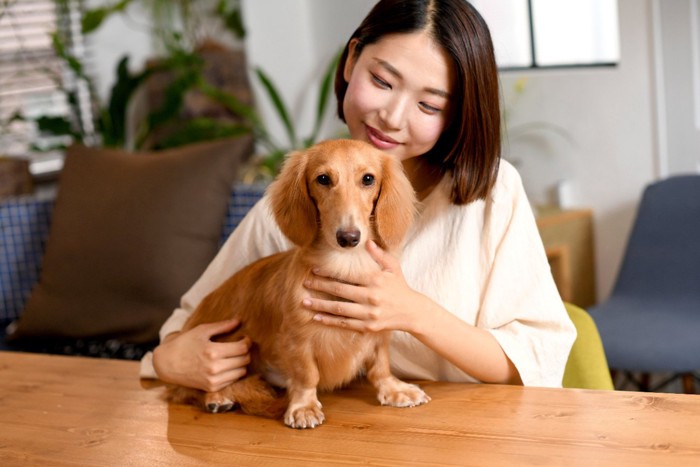 女性に撫でられるミニチュアダックス