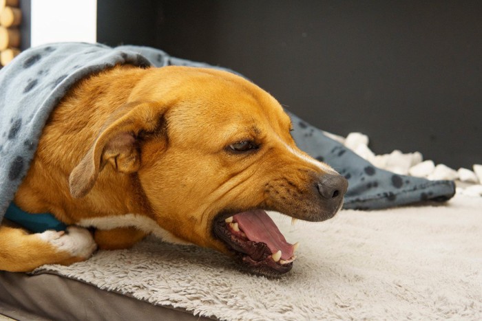 咳をする茶の犬